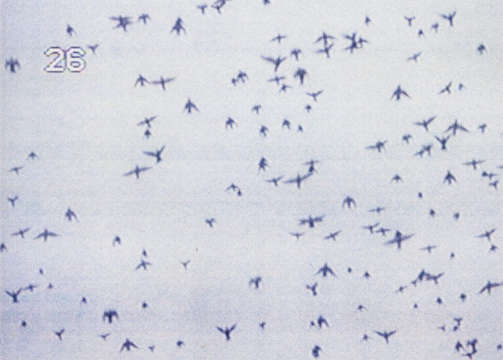Flock of birds [Polaroids and digitals]